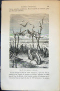 Old Une Sepulture Australie Animals Birds 1880 Human Races Humaines F Victorian