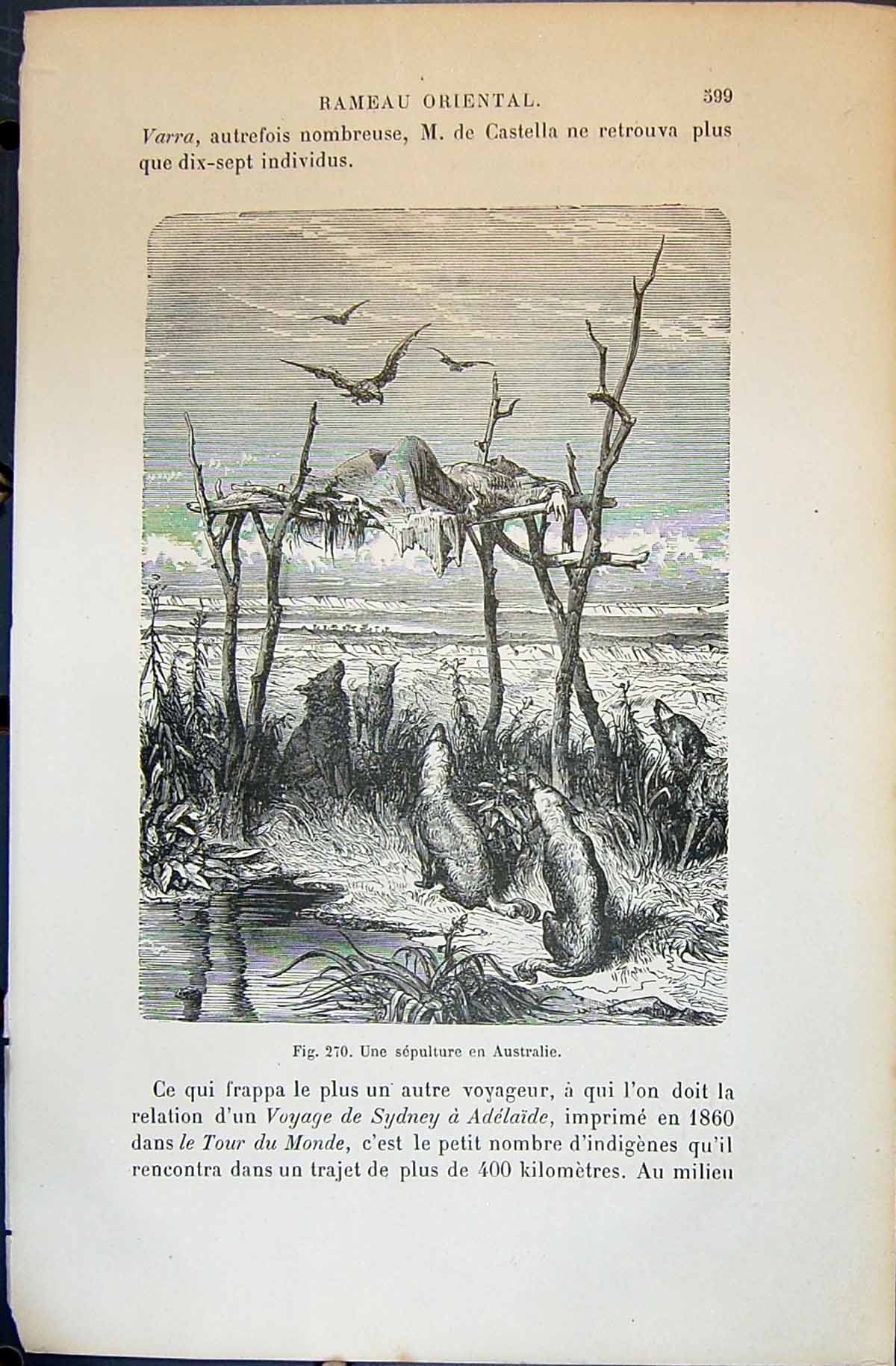 Old Une Sepulture Australie Animals Birds 1880 Human Races Humaines F Victorian