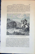 Old 1880 Human Races Humaines Figuier Chasse Bison Chez Indiens India Victorian