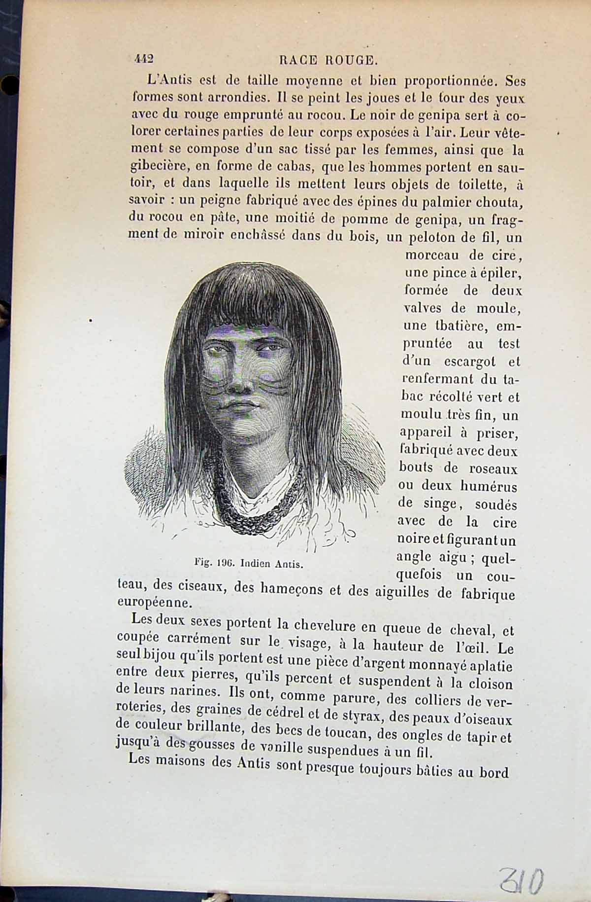 Old Indien Antis Indians Cote Perou Rameau 1880 Human Races HumainesVictorian
