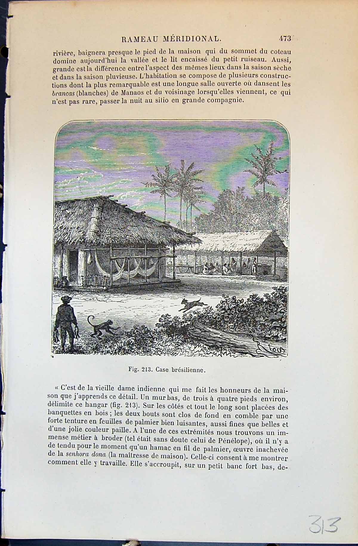 Old Case Bresilienne Indien Bresil Indian Man 1880 Human Races Humain 19th