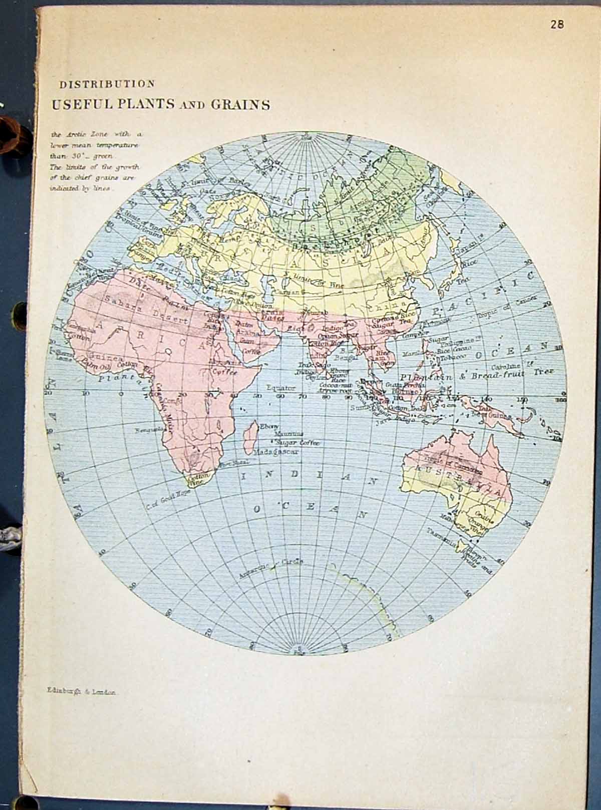 Old Johnston Map Useful Plants Grains North South America Atlantic Oc