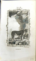 Original Old Antique Print Lioness Bell Buffon Natural History Animal 1791 18th