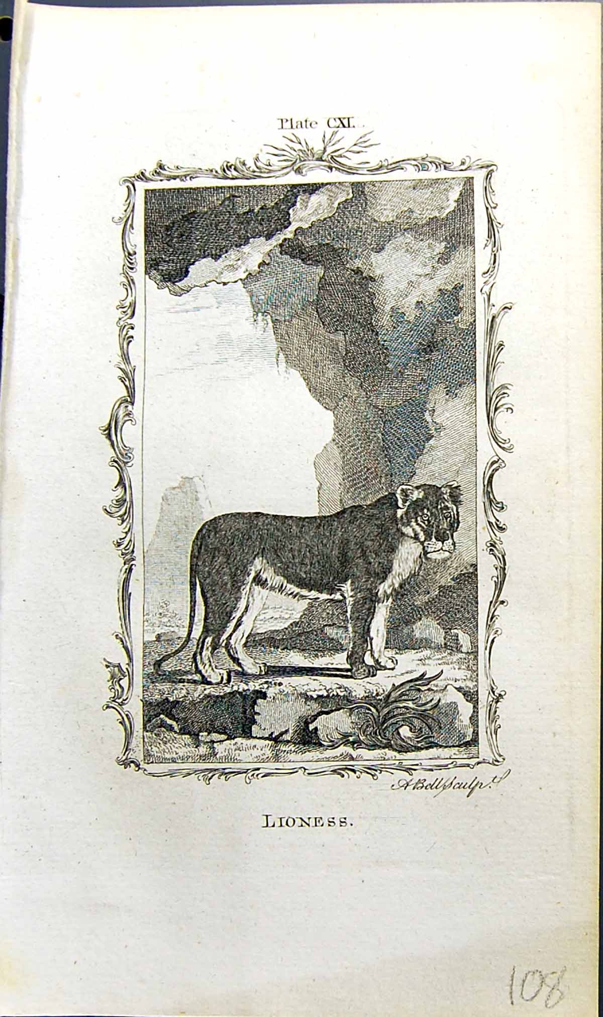 Original Old Antique Print Lioness Bell Buffon Natural History Animal 1791 18th