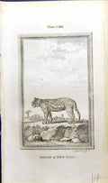 Antique Old Print Jaguar New Spain Bell Buffon Natural History Animal 1791 18th