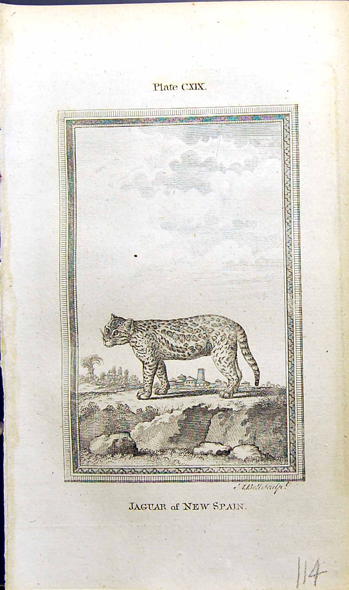 Antique Old Print Jaguar New Spain Bell Buffon Natural History Animal 1791 18th