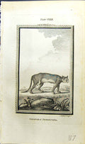 Antique Old Print Couguar Pensylvania Bell Buffon Natural History Animal 1791