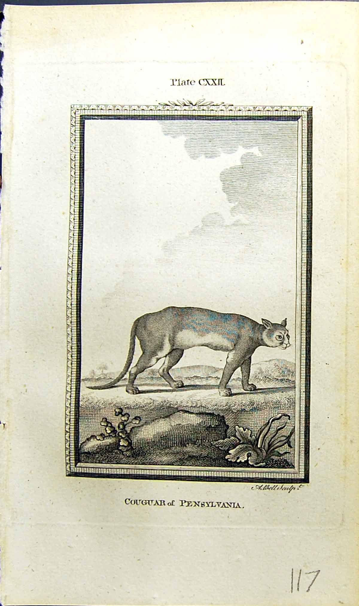 Antique Old Print Couguar Pensylvania Bell Buffon Natural History Animal 1791
