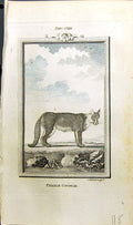 Old Antique Print Female Couguar Bell Buffon Natural History Animal 1791 18th