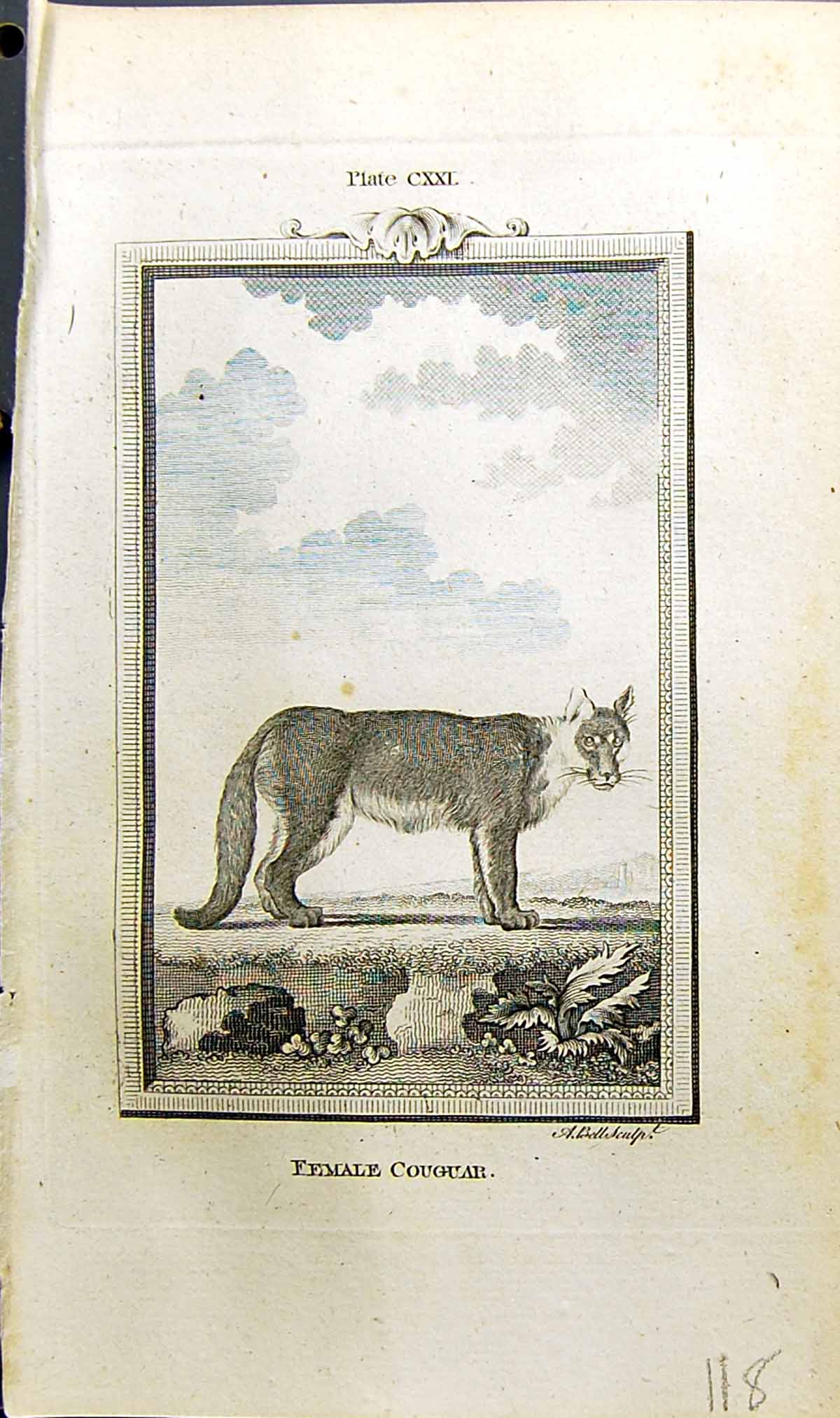 Old Antique Print Female Couguar Bell Buffon Natural History Animal 1791 18th