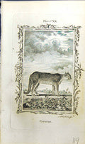 Original Old Antique Print Couguar Bell Buffon Natural History Animal 1791 18th