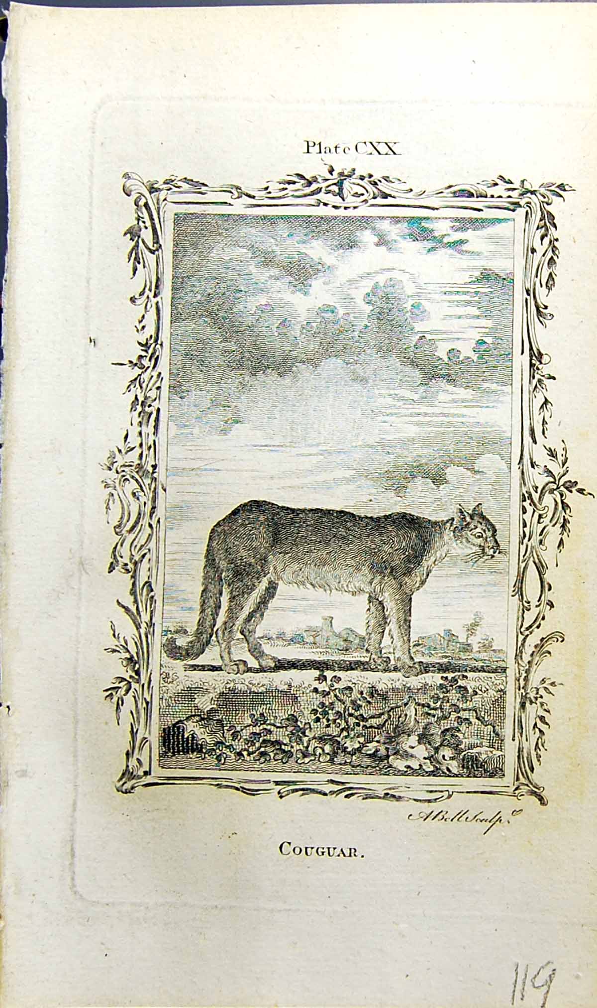 Original Old Antique Print Couguar Bell Buffon Natural History Animal 1791 18th
