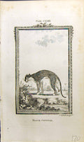 Old Antique Print Black Couguar Bell Buffon Natural History Animal 1791 18th