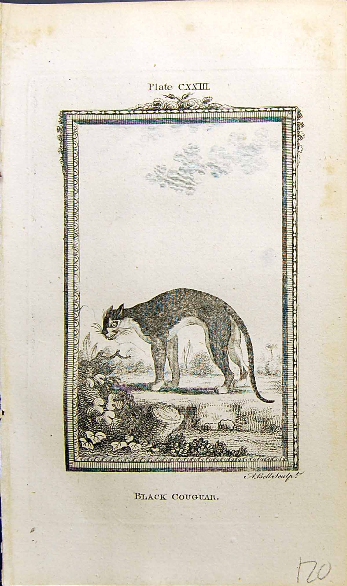 Old Antique Print Black Couguar Bell Buffon Natural History Animal 1791 18th