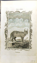Original Old Antique Print Caracal Bell Buffon Natural History Animal 1791 18th