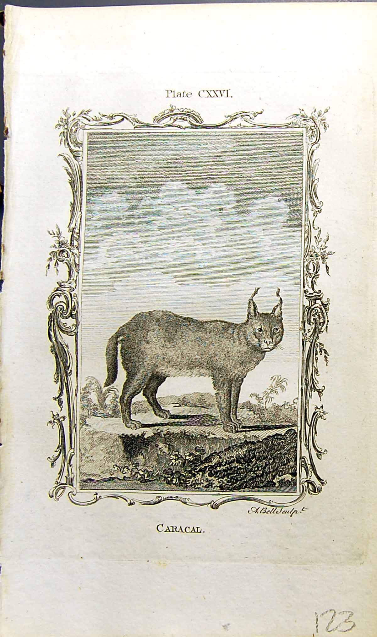Original Old Antique Print Caracal Bell Buffon Natural History Animal 1791 18th