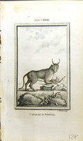 Old Antique Print Caracal Bengal Bell Buffon Natural History Animal 1791 18th