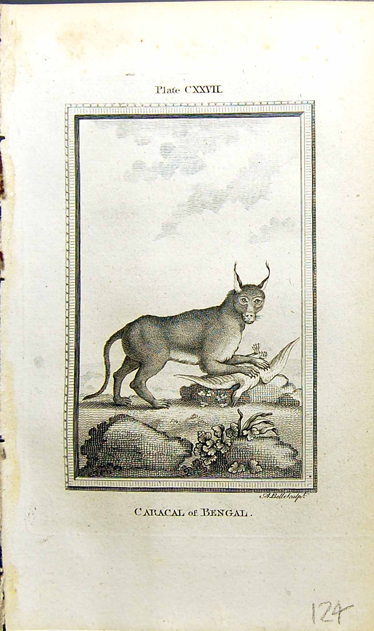 Old Antique Print Caracal Bengal Bell Buffon Natural History Animal 1791 18th