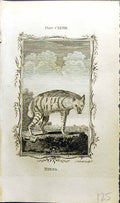 Original Old Antique Print Hyaena Bell Buffon Natural History Animal 1791 18th