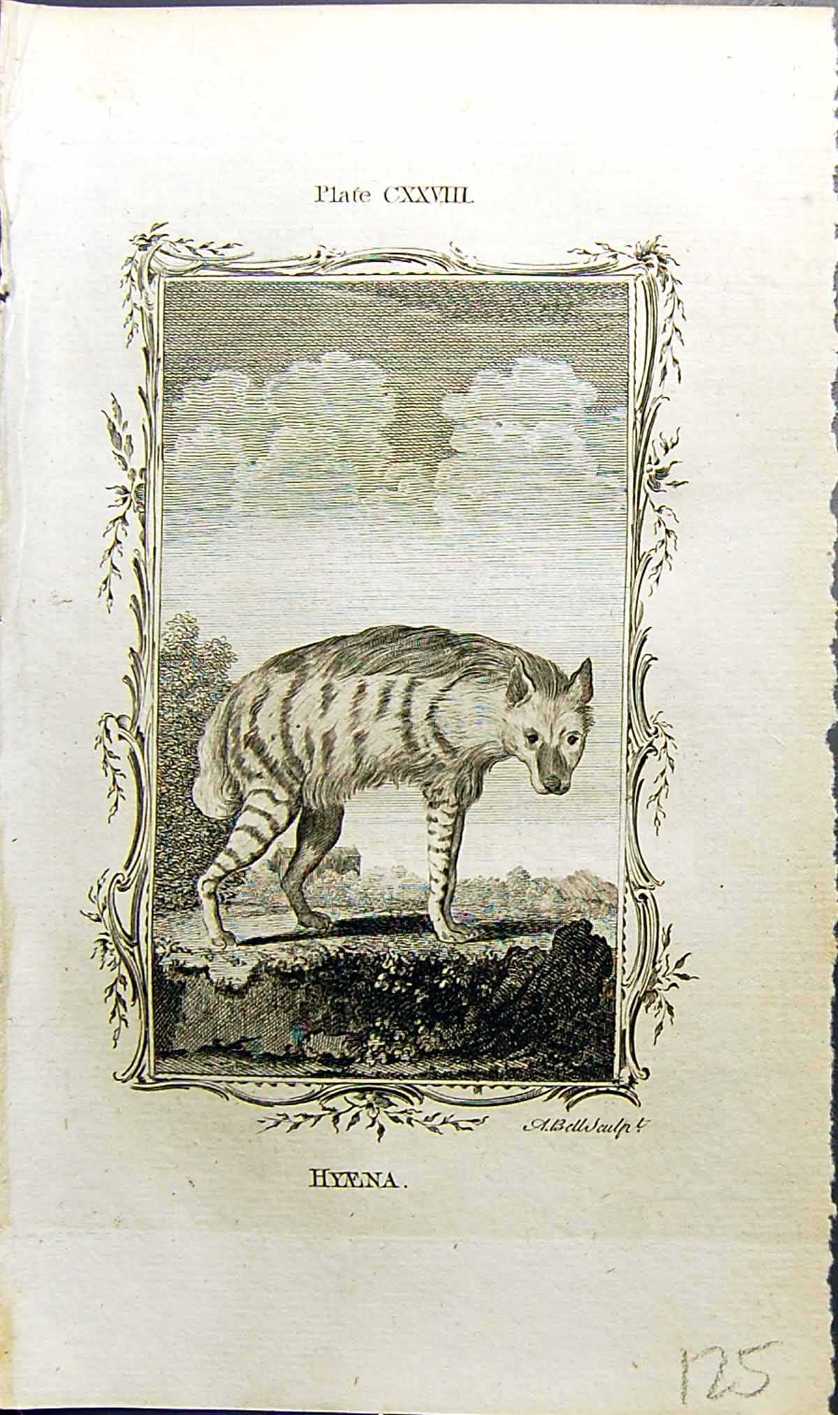 Original Old Antique Print Hyaena Bell Buffon Natural History Animal 1791 18th