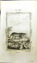 Original Old Antique Print Zibet Bell Buffon Natural History Animal 1791 18th
