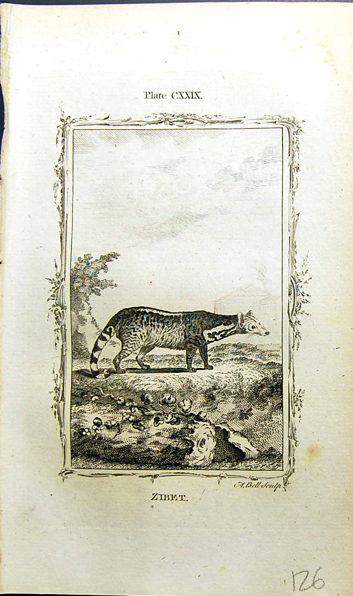 Original Old Antique Print Zibet Bell Buffon Natural History Animal 1791 18th