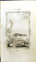 Original Old Antique Print Genet Bell Buffon Natural History Animal 1791 18th
