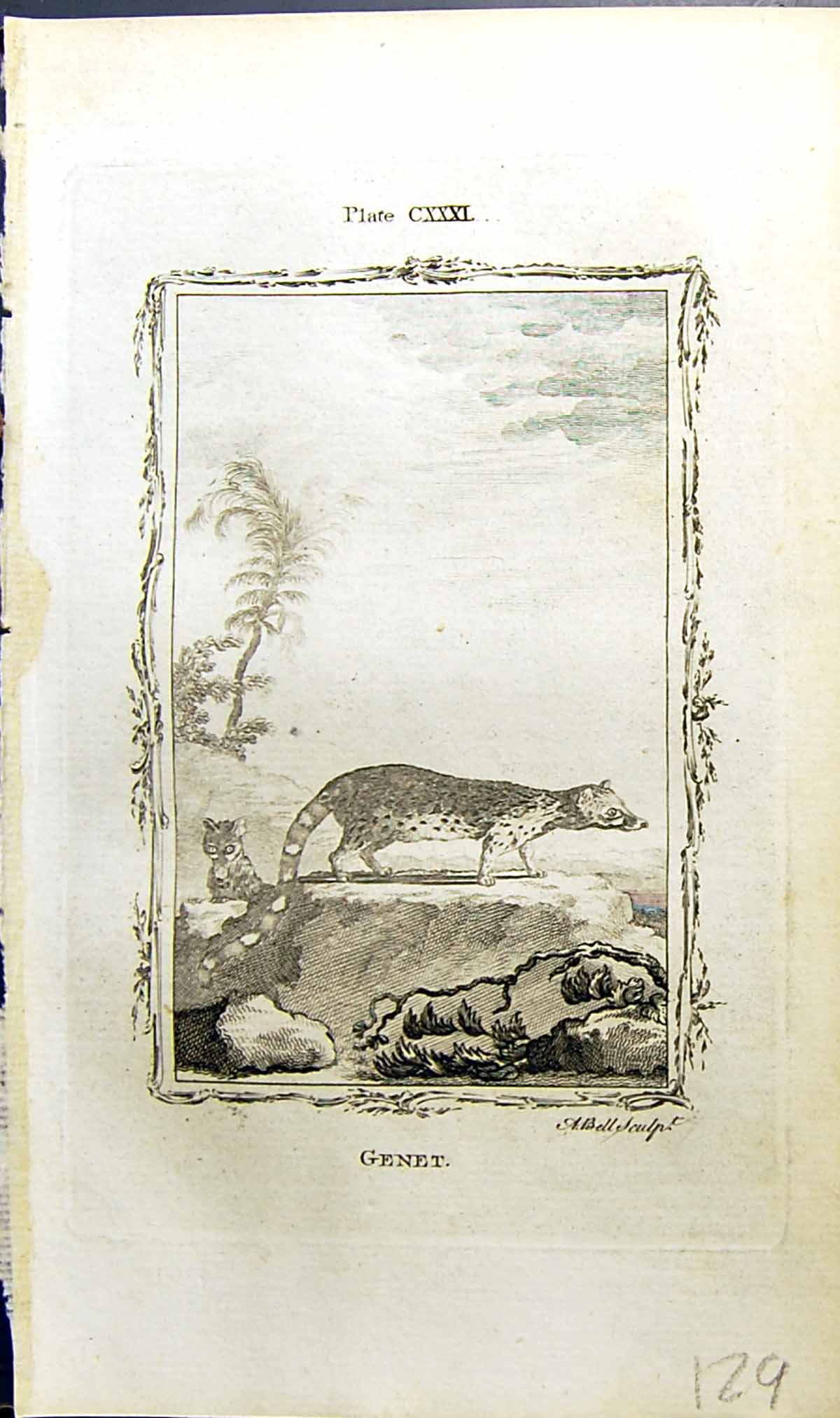 Original Old Antique Print Genet Bell Buffon Natural History Animal 1791 18th