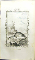 Old Antique Print Muscovy Muskrat Bell Buffon Natural History Animal 1791 18th