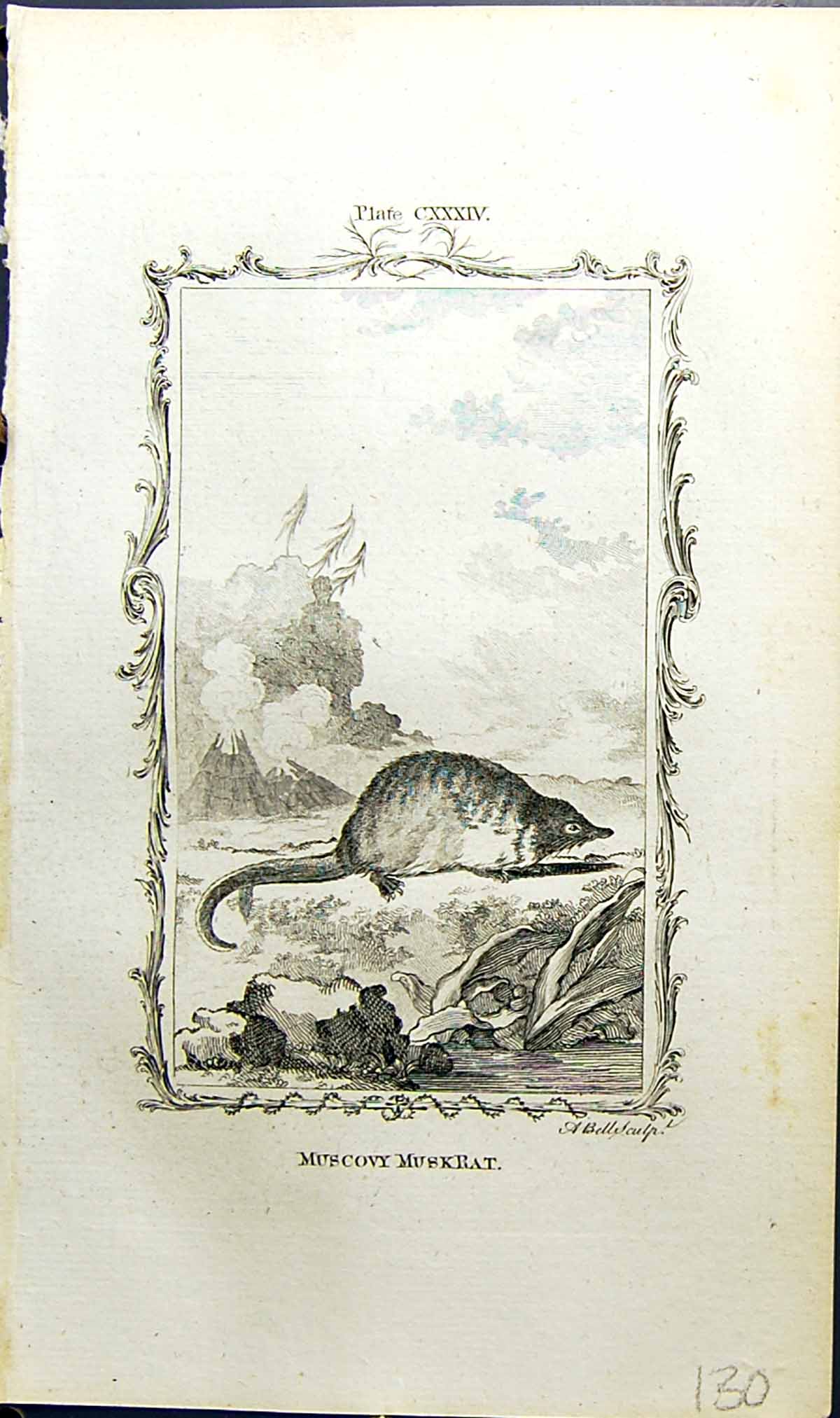 Old Antique Print Muscovy Muskrat Bell Buffon Natural History Animal 1791 18th