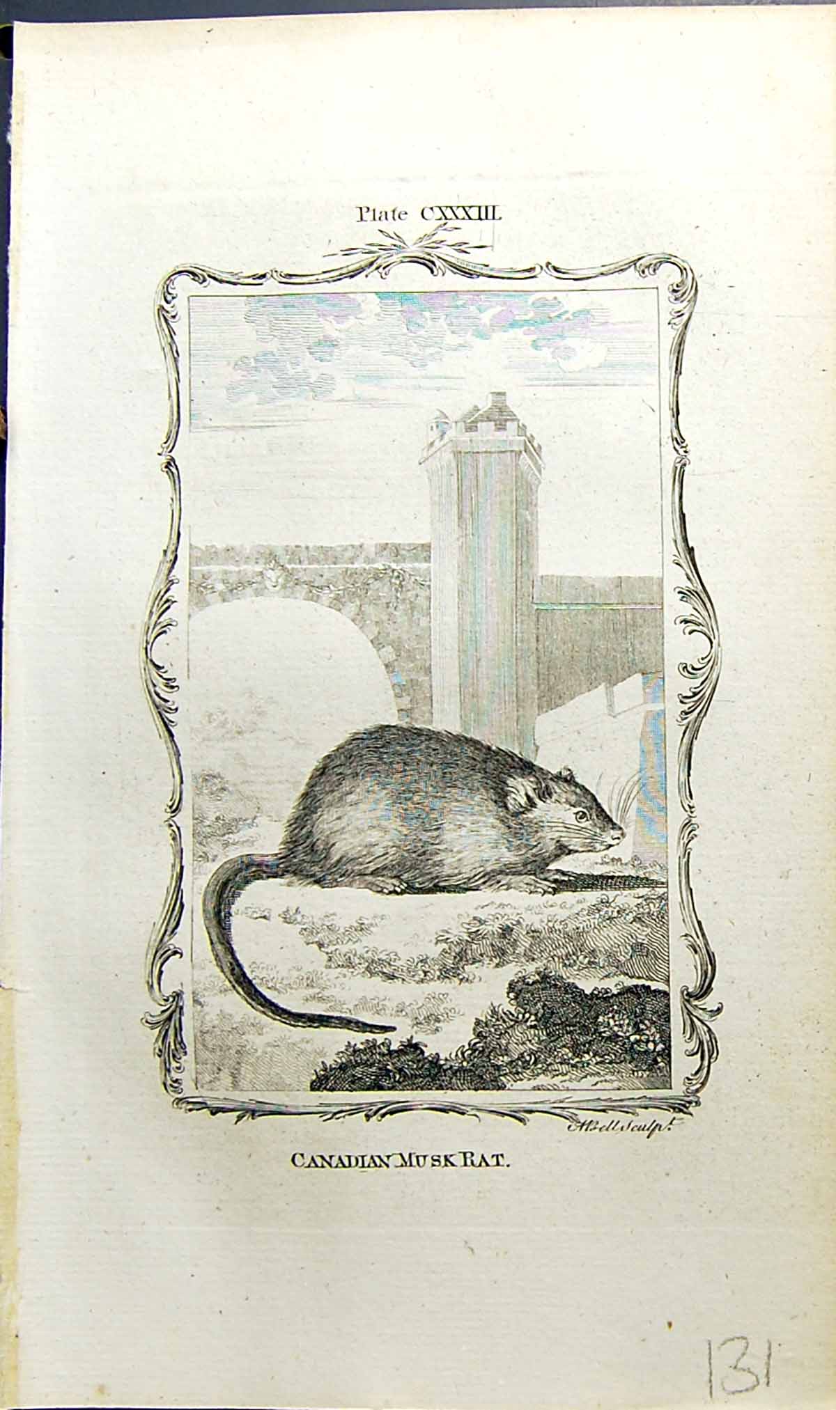 Antique Old Print Canadian Musk Rat Bell Buffon Natural History Animal 1791