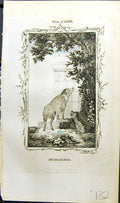 Original Old Antique Print Mexican Hog Bell Buffon Natural History Animal 1791