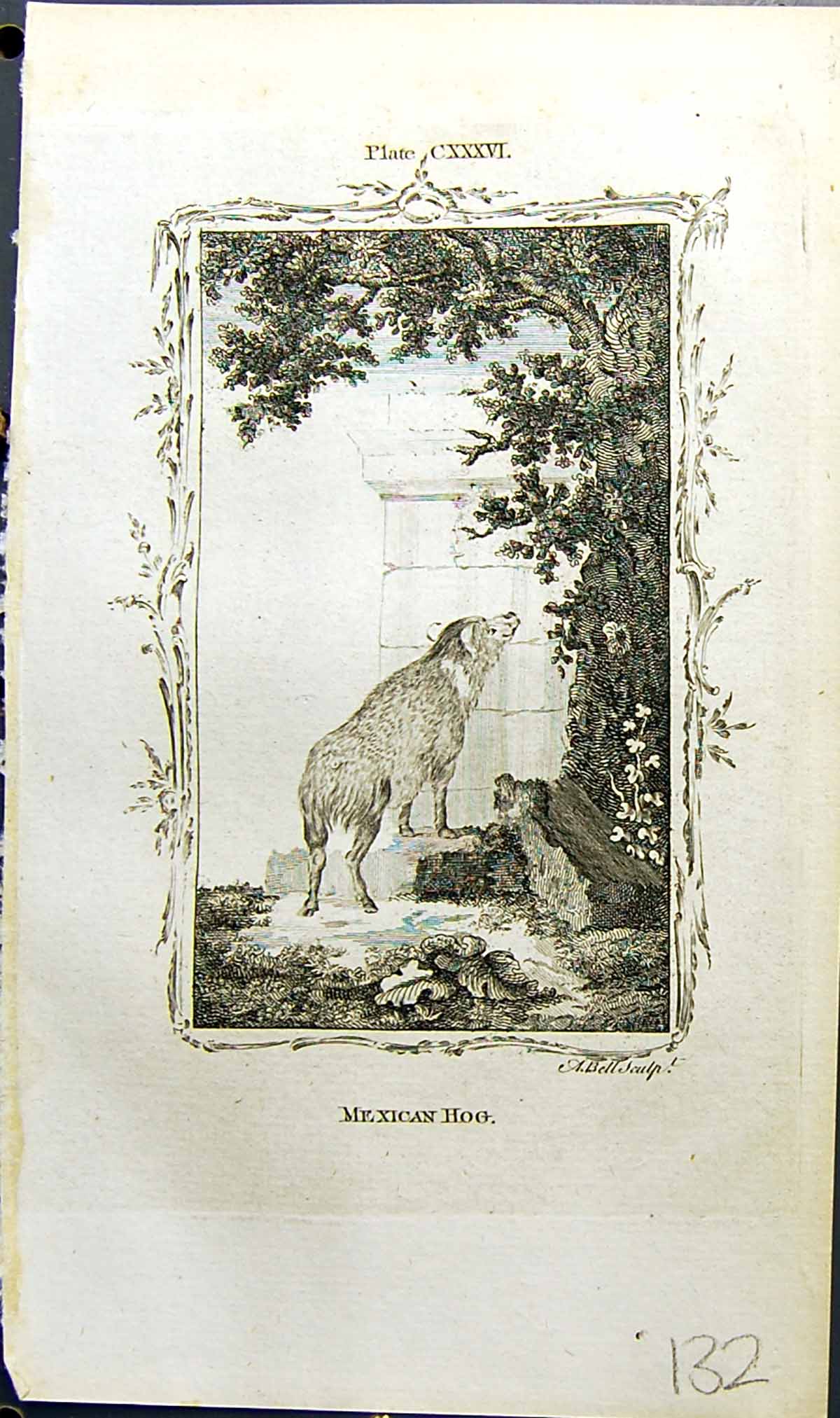 Original Old Antique Print Mexican Hog Bell Buffon Natural History Animal 1791