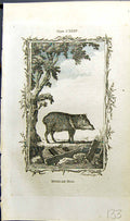 Antique Old Print Mexican Hog Bell Buffon Natural History Animal 1791 Ref.2