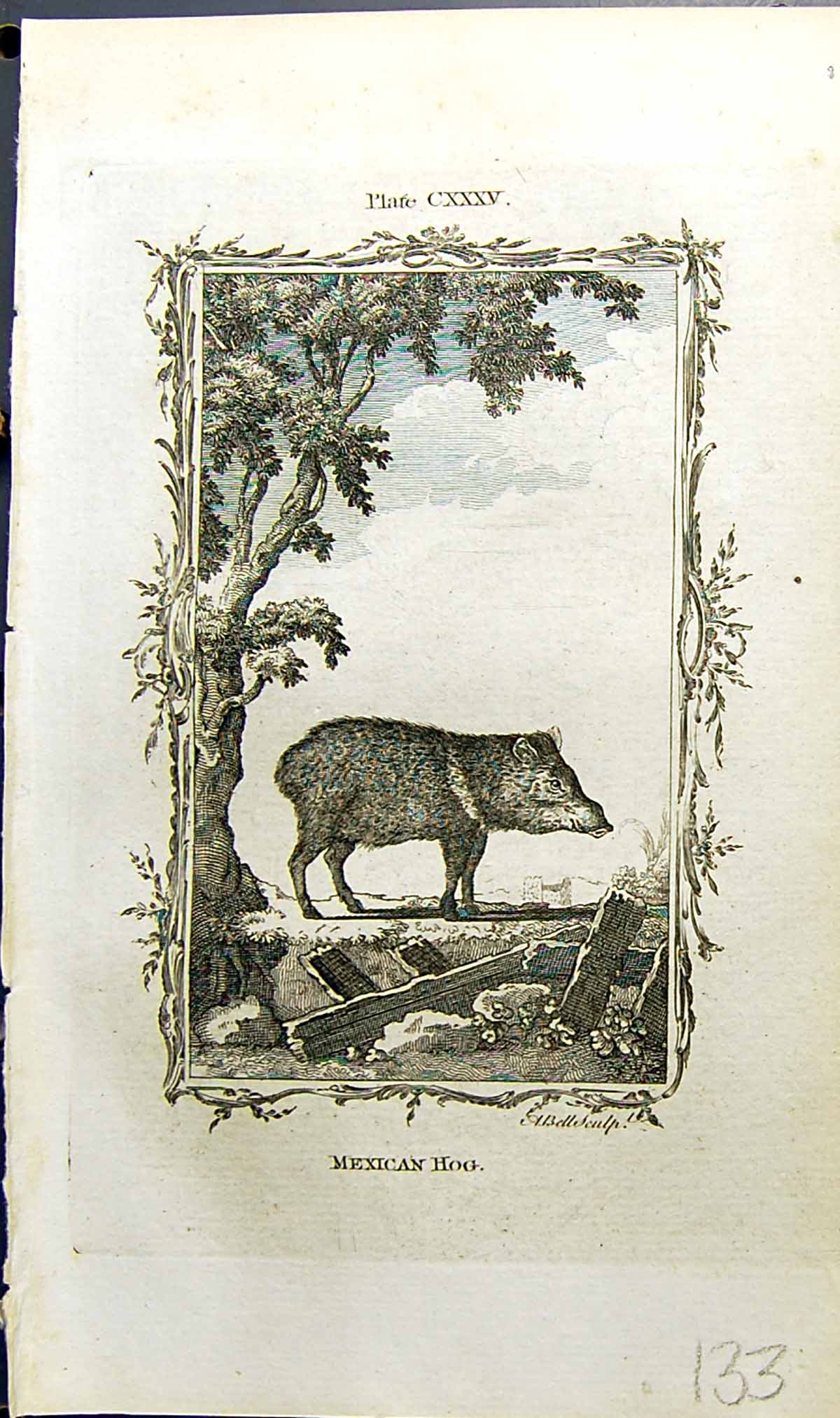 Antique Old Print Mexican Hog Bell Buffon Natural History Animal 1791 Ref.2