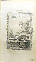 Old Antique Print Flying Squirrel Bell Buffon Natural History Animal 1791 18th