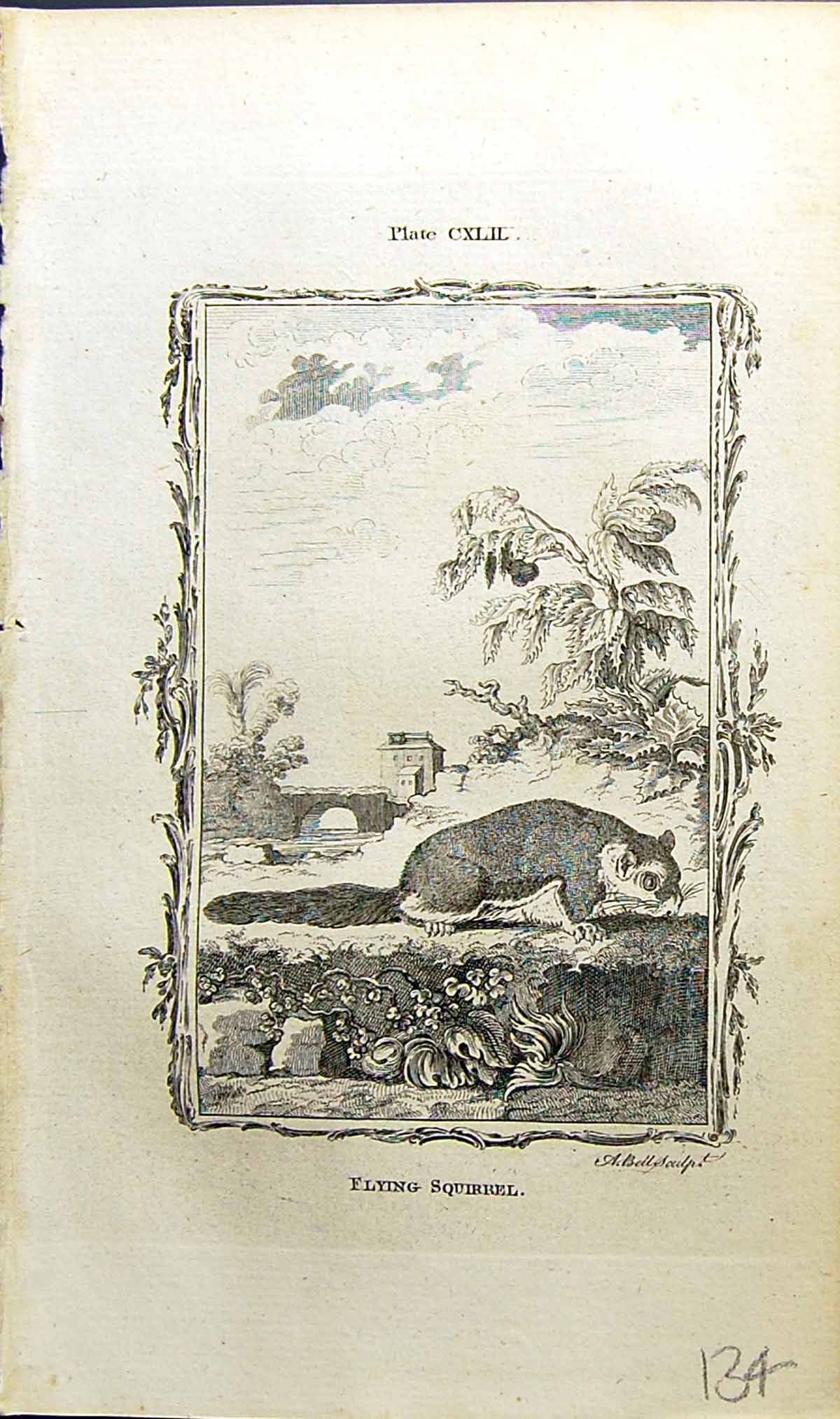 Old Antique Print Flying Squirrel Bell Buffon Natural History Animal 1791 18th