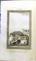 Old Sailing Great Flying Squirrel Buffon Natural History Animal 1791 18th