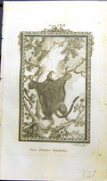 Antique Print Great Flying Squirrel Bell Buffon Natural History Animal 1791