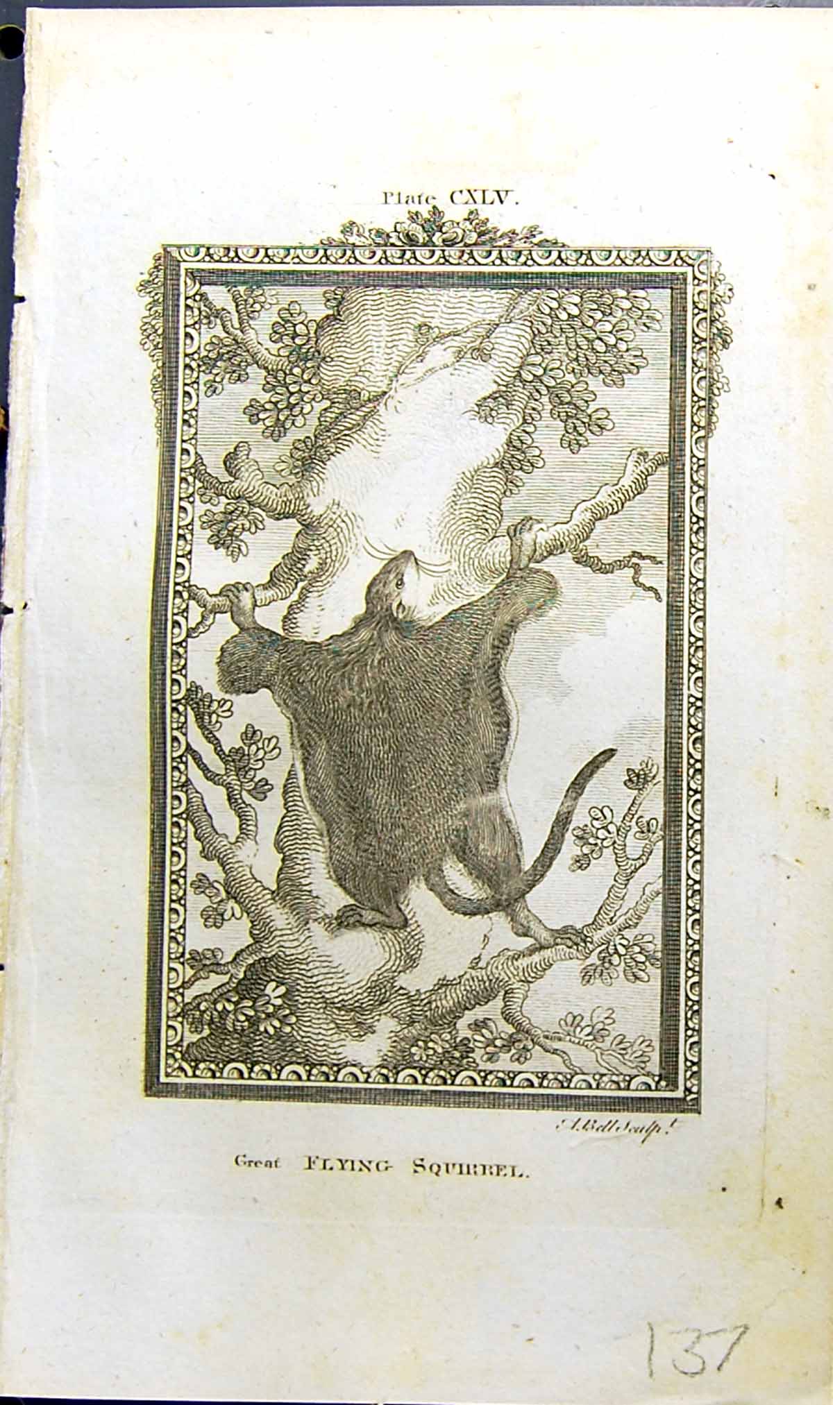 Antique Print Great Flying Squirrel Bell Buffon Natural History Animal 1791