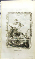 Old Antique Print Palm Squirrel Bell Buffon Natural History Animal 1791 18th