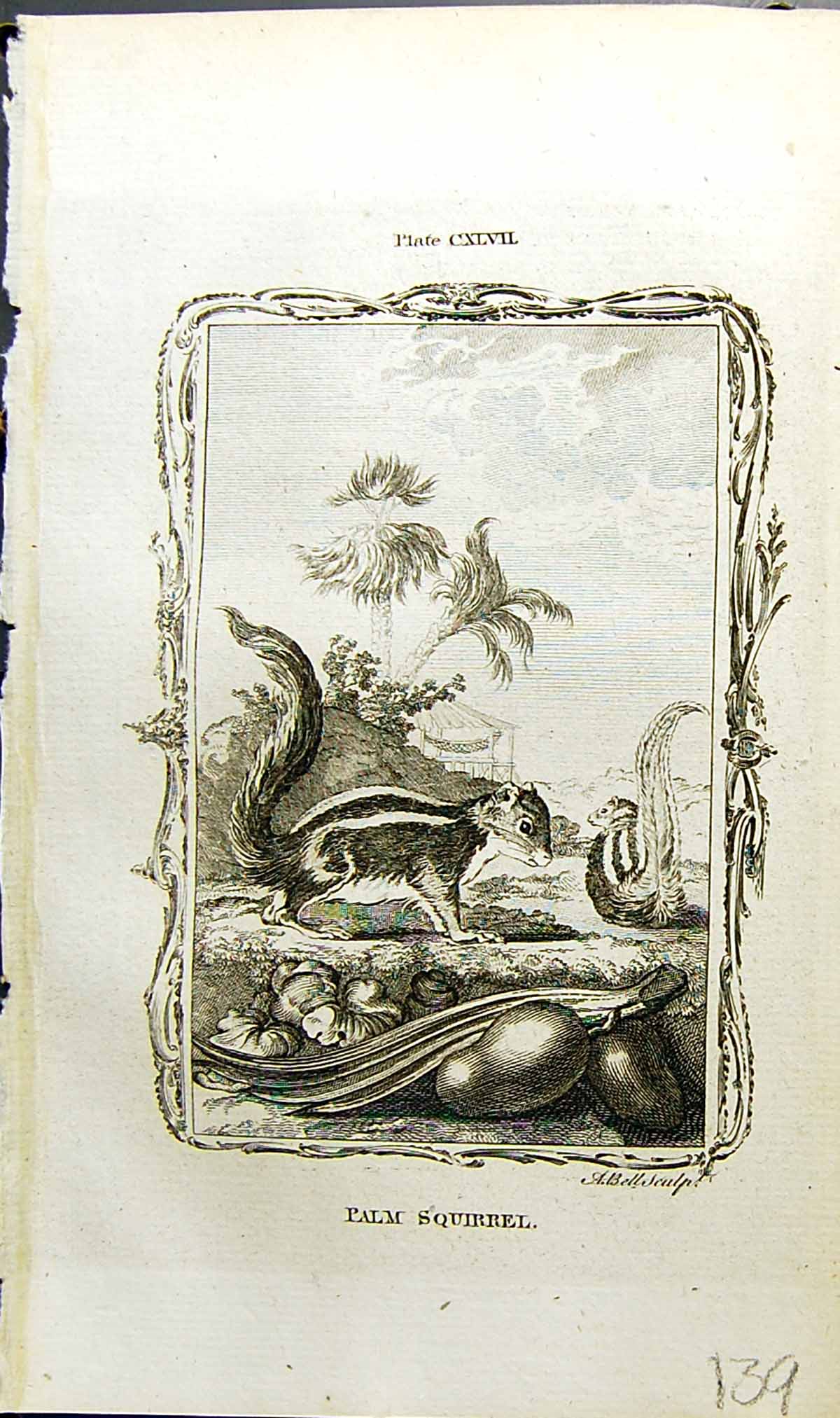 Old Antique Print Palm Squirrel Bell Buffon Natural History Animal 1791 18th