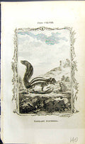 Antique Old Print Barbary Squirrel Bell Buffon Natural History Animal 1791 18th