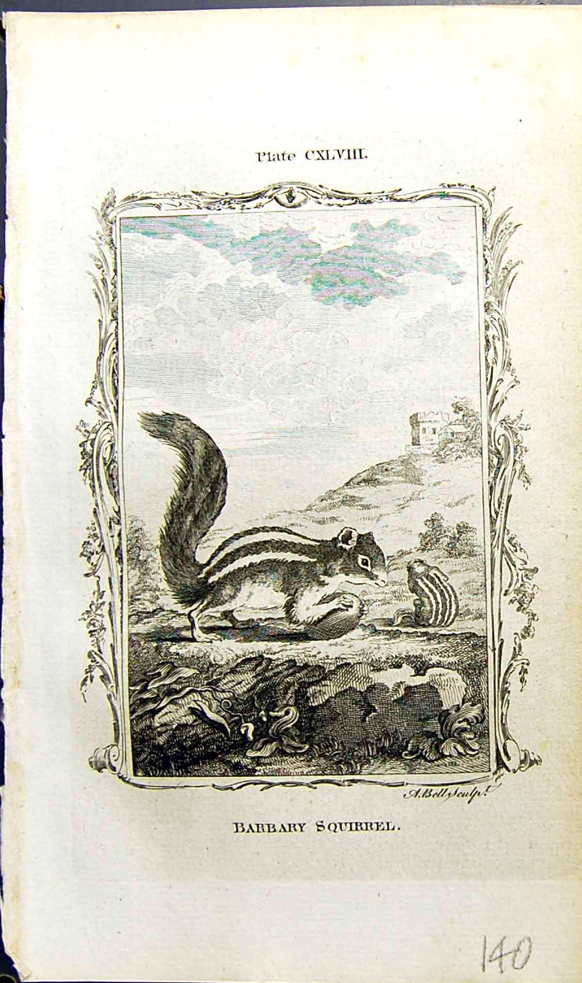 Antique Old Print Barbary Squirrel Bell Buffon Natural History Animal 1791 18th