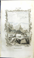 Old Antique Print Ground Squirrel Bell Buffon Natural History Animal 1791 18th