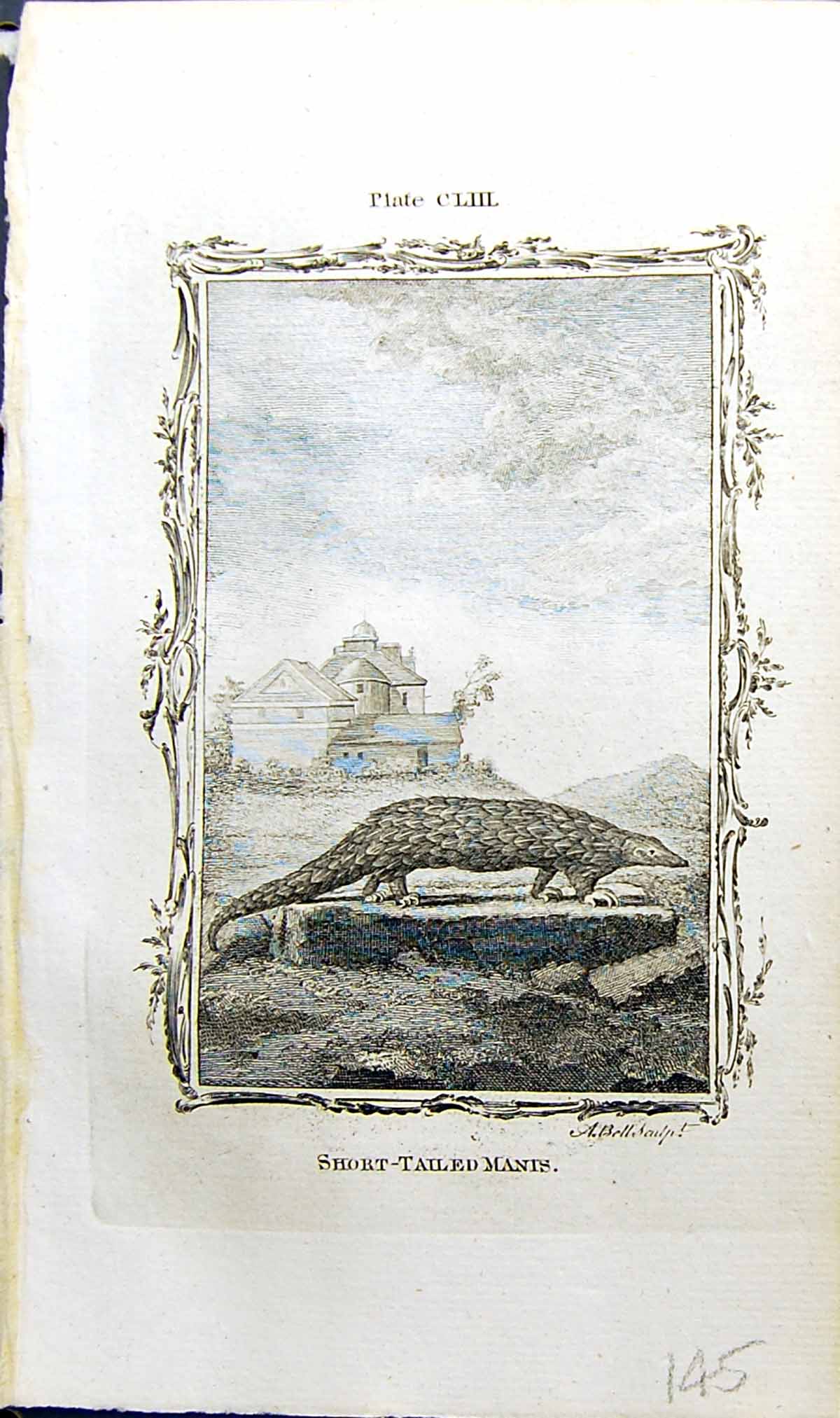 Antique Old Print Short-Tailed Manis Bell Buffon Natural History Animal 1791