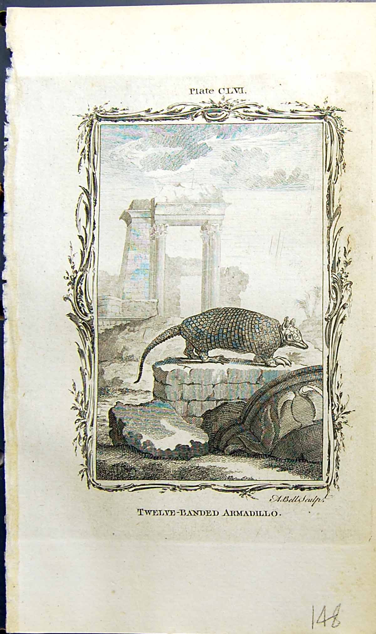 Old Print Twelve-Banded Armadillo Bell Buffon Natural History Animal 1791 18th