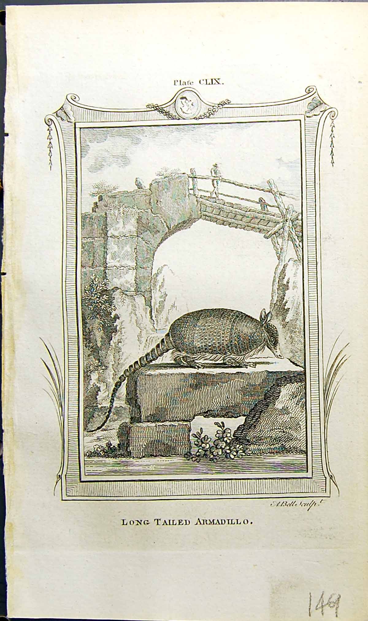 Antique Print Long-Tailed Armadillo Bell Buffon Natural History Animal 1791