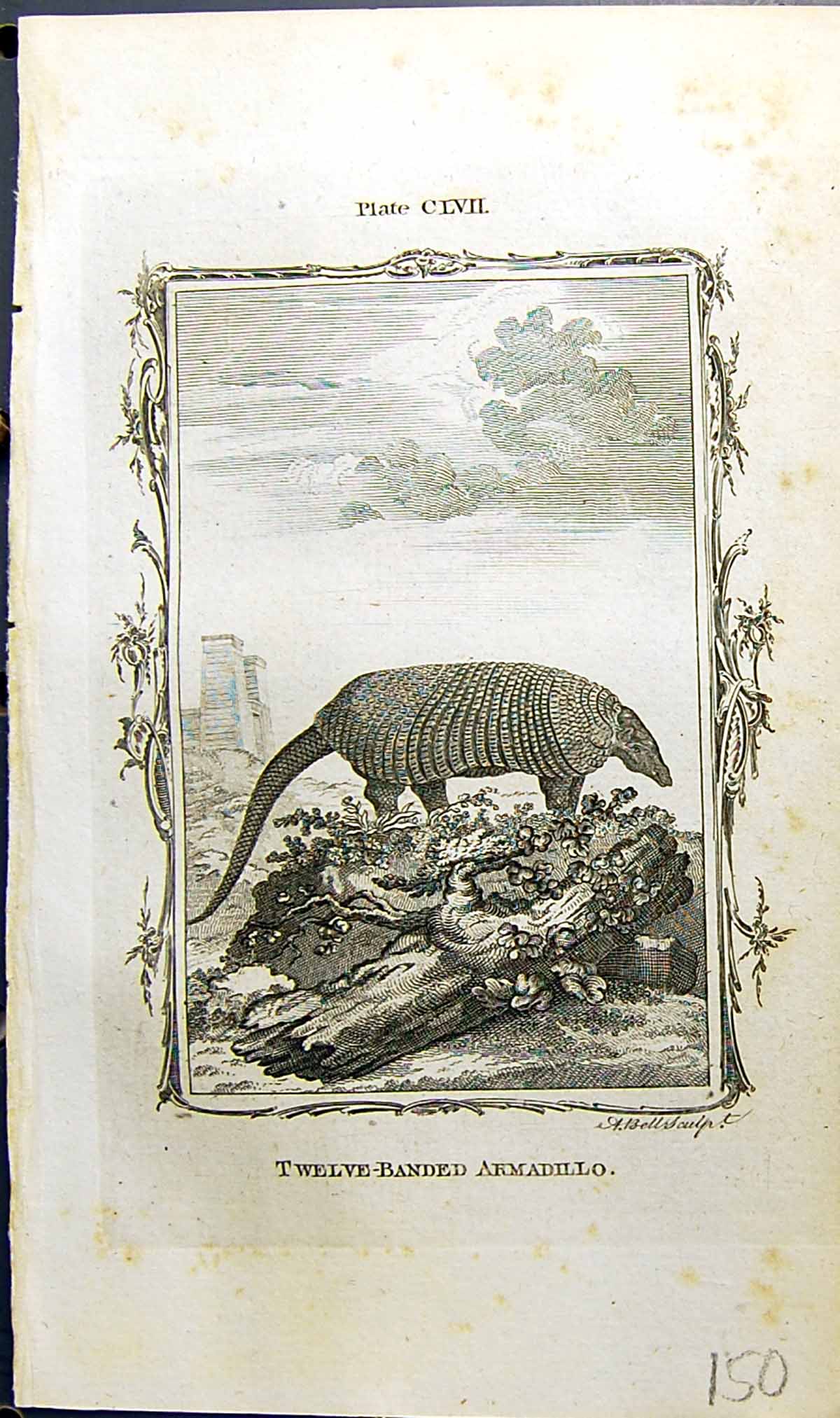Old Twelve-Banded Armadillo Bell Buffon Natural History Animal 1791 R 18th