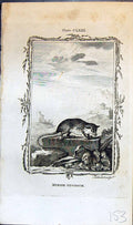 Old Antique Print Murine Opossum Bell Buffon Natural History Animal 1791 18th